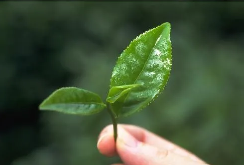 遠紅外加熱技術在茶葉加工中的應用